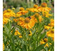 Bedwen Helenium 'Carmen' Plug Plant x3 - Compact Hardy Sneezeweed with Yellow-Orange Daisy Flowers for Borders, Prairie Planting & Late-Summer Colour