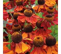 Bedwen Helenium 'Moerheim Beauty' Plug Plant x3 - RHS AGM Sneezeweed Perennial with Copper-Red Flowers