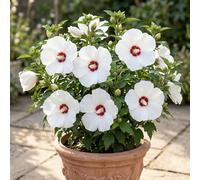 Bedwen Hibiscus 'Little Legends White' 9cm Plant - Compact Hardy Shrub with Pure White Blooms
