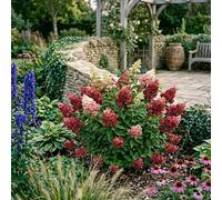Bedwen Hydrangea 'Wim's Red' 4L Plant - Colour Changing Panicle Hydrangea for Borders, Screens & Long-Season Interest
