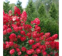 Bedwen Hydrangea 'Wim's Red' 9cm Plant x2 - Colour Changing Panicle Hydrangea for Borders, Screens & Long-Season Interest