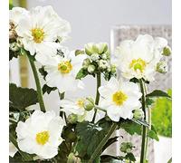 Bedwen Japanese Anemone 'Andrea Atkinson' 2L Plant - White Flowering Pollinator-Friendly Perennial for Cottage Gardens & Herbaceous Borders