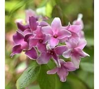 Bedwen Jasmine 'Starry Starry Summer Scent' 4L Plant - Highly Aromatic Climber for Sunny Walls, Pergolas & Summer Fragrance