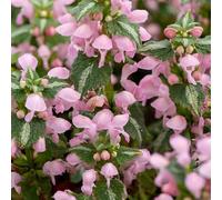 Bedwen Lamium 'Shell Pink' Plug Plant x4 - Silver-Striped Foliage & Pink Dead Nettle Flowers for Shade Gardens, Edging & Soft Spring Colour