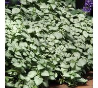 Bedwen Lamium 'White Nancy' Plug Plant x4 - Silver Foliage & White Dead Nettle Flowers for Shade Gardens, Ground Cover & Bright Spring Interest
