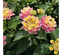 Bedwen Lantana 'Evita Pink' Plug Plants x3 - Compact Sun-Loving Shrub with Pink & Yellow Bicolour Blooms