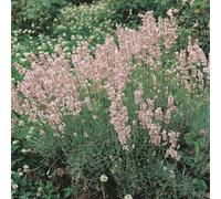 Bedwen Lavender 'Rosea' 2L Plant - Hardy English Lavender with Soft Pink Flowers for Summer Drinks, Borders & Path Edges