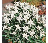 Bedwen Leontopodium 'Matterhorn' 5cm Plant x2 - Iconic Silver Edelweiss Flowers for Rockeries & Alpine Troughs