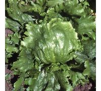 Bedwen Lettuce 'Lakeland' Plug Plants x6 - Crisp Iceberg Type for Crunchy Summer Salads & Slow Bolting