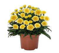 Bedwen Leucanthemum 'Sweet Daisy Izabel' Plug Plant x3 - Compact Perennial Shasta Daisy with Semi-Double Yellow-Eyed Blooms for Borders, Cottage Gardens & Summer Colour