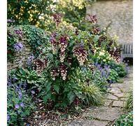 Bedwen Leycesteria 'Purple Rain' 9cm Plant - Flowering Himalayan Honeysuckle Shrub with Hanging Berries for Wildlife Gardens, Borders & Summer Colour