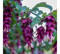 Bedwen Leycesteria 'Purple Rain' 9cm Plant x2 - Flowering Himalayan Honeysuckle Shrub with Hanging Berries for Wildlife Gardens, Borders & Summer Colour