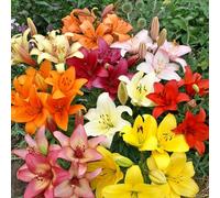 Bedwen Lily ‘Asiatic Mix’ Bulbs x5 - Bright, Summer-Blooming Lilies on Sturdy Upright Stems for Vibrant Borders, Easy-Care Patio Pots & Colourful Flower Displays