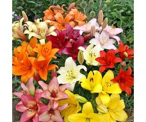 Bedwen Lily ‘Asiatic Mix’ Bulbs x5 - Bright, Summer-Blooming Lilies on Sturdy Upright Stems for Vibrant Borders, Easy-Care Patio Pots & Colourful Flower Displays