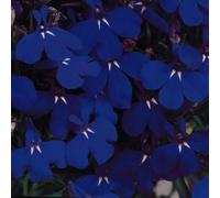 Bedwen Lobelia 'Riviera Midnight Blue' Bedding Plug Plant x6 - Trailing Dark Blue Summer-Flowering Bedding Plants for Hanging Baskets & Patio Pots