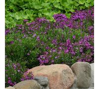 Bedwen Lobelia 'Riviera Rose' Bedding Plug Plant x6 - Trailing Dark Blue Summer-Flowering Bedding Plants for Hanging Baskets & Patio Pots
