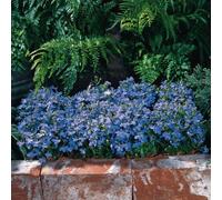 Bedwen Lobelia 'Riviera Sky Blue' Bedding Plug Plant x6 - Trailing Dark Blue Summer-Flowering Bedding Plants for Hanging Baskets & Patio Pots