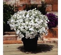 Bedwen Lobelia 'Riviera White' Bedding Plug Plant x6 - Trailing White Summer-Flowering Bedding Plants for Hanging Baskets & Patio Pots