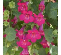Bedwen Lophospermum 'Lofos Compact Pink' 2L Plant - Exotic Creeping Gloxinia Trailing Vine with Pink Trumpet Flowers for Hanging Baskets