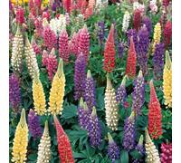 Bedwen Lupin 'Gallery Mix' Plug Plant x4 - Dwarf Cottage Garden Perennials for Front Borders & Containers