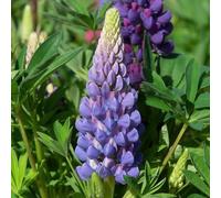 Bedwen Lupin 'Legendary Blue Shades' 2L Plant - Tall Architectural Spikes for Classic Cottage Gardens