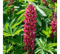 Bedwen Lupin 'Legendary Red Shades' 2L Plant - Vibrant Red Flower Spikes for Dramatic Summer Borders