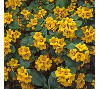 Bedwen Lysimachia 'Lyssi' 9cm Plant x2 - Upright Perennial with Bright Green Foliage for Borders, Pots & Structural Planting