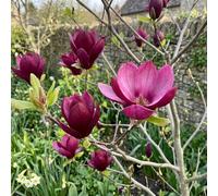Bedwen Magnolia 'Genie' 9cm Plant - Compact Tree with Deep Burgundy Tulip Blooms for Small Gardens