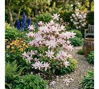 Bedwen Magnolia 'Leonard Messel' 9cm Plant - Ornamental Tree with Lilac-Pink Starry Flowers for Small Gardens, Spring Displays & Light Shade