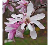 Bedwen Magnolia 'Leonard Messel' Tree - Lilac-Pink Starry Flowers for Small Gardens, Spring Displays & Light Shade