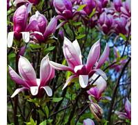 Bedwen Magnolia 'Nigra' 4L Plant - Deep Purple Lily-Flowered Shrub for Compact Spaces, Courtyards & Spring Interest