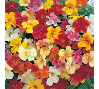 Bedwen Mimulus 'Magic Mix' Plug Plants x6 - Spotted Bright Monkey Flowers for Damp Shade & Ponds