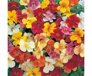 Bedwen Mimulus 'Magic Mix' Plug Plants x6 - Spotted Bright Monkey Flowers for Damp Shade & Ponds