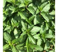 Bedwen Mint 'Chocolate Intense' Plug Plant x4 - Aromatic Peppermint Culinary Herb with Dark Stems for Desserts & Tea