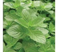 Bedwen Mint 'Green' 7cm Plant x3 - The Classic Spearmint Culinary Herb for Roast Lamb, Potatoes & Mojitos
