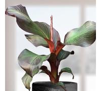 Bedwen Musa 'Ensete Red' Plug Plant x3 - Dramatic Red-Tinged Abyssinian Banana Tree with Bold Tropical Foliage for Exotic Borders, Patio Pots & Architectural Impact