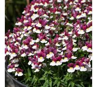 Bedwen Nemesia 'Lady Emma' Plug Plant x4 - Fragrant Tricolour Purple, White & Yellow Flowering Bedding Plants for Gardens & Patio Pots