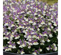 Bedwen Nemesia 'Lady Kate' 9cm Plant x2 - AGM Award-Winning Fragrant Tricolour Flowering Bedding Plants for Gardens & Patio Pots