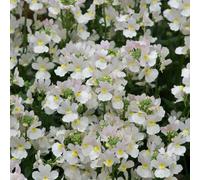 Bedwen Nemesia 'Wisley Vanilla' 9cm Plant x2 - Compact Fragrant White Flowering Bedding Plants for Gardens & Patio Pots