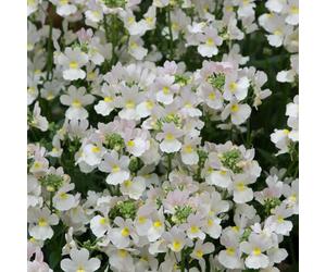 Bedwen Nemesia 'Wisley Vanilla' 9cm Plant x2 - Compact Fragrant White Flowering Bedding Plants for Gardens & Patio Pots