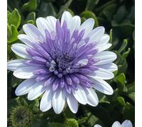 Bedwen Osteospermum 'Dalina Double Blue Ice' Plug Plant x4 - African Daisy Purple-Blue Summer-Flowering Bedding Plants for Garden & Patio Pots