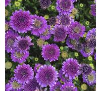 Bedwen Osteospermum 'Dalina Double Purple' Plug Plant x4 - African Daisy Purple Summer-Flowering Bedding Plants for Garden & Patio Pots