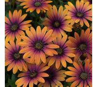 Bedwen Osteospermum 'FlowerPower Purple Sun' Plug Plant x4 - African Daisy Bicolour Purple & Orange Summer Bedding Plants for Garden & Patio Pots