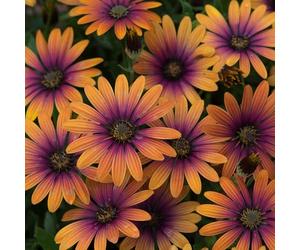 Bedwen Osteospermum 'FlowerPower Purple Sun' Plug Plant x4 - African Daisy Bicolour Purple & Orange Summer Bedding Plants for Garden & Patio Pots