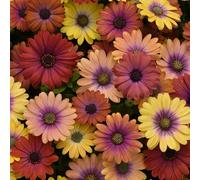Bedwen Osteospermum Mix 'Akila Hawaii Sunset' 9cm Plant x2 - African Daisy Orange & Yellow Summer Bedding Plants for Garden & Patio Pots