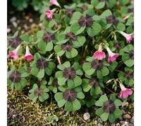 Bedwen Oxalis (Lucky Clover) 'Iron Cross' 9cm Plant x2 - Hardy Summer Flowering Oxalis with Four-Leaf Clover Foliage & Pink Blooms for Pots, Borders & Good Luck Displays