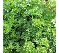 Bedwen Parsley 'Envy' 7cm Plant x 3 - Intense Green Curled Herb for Garnishing, Sauces & Fresh Summer Flavour