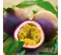 Bedwen Passion Fruit 'Suntropics' 5cm Plant x2 - Exotic Climber for Edible Tropical Passiflora Fruit, Conservatories & Warm Sheltered Spots