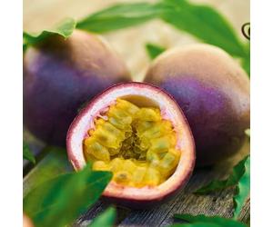 Bedwen Passion Fruit 'Suntropics' 5cm Plant x2 - Exotic Climber for Edible Tropical Passiflora Fruit, Conservatories & Warm Sheltered Spots