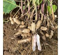 Bedwen Peanut 'Salomat' Plug Plants x3 - Early Ripening Variety for Growing Peanuts in the UK